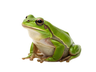 frog png amphibian png green frog png small animal png pond animal png transparent background image