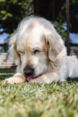 Golden retriever licking paw while lying on grass. Lifestyle. Animals.