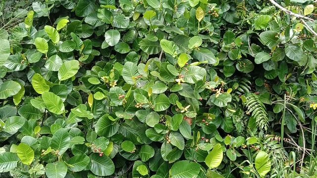 Close up of Dillenia suffruticosa, commonly known as the Simpoh Air (in Malay) or Shrubby Dillenia.in the botanical garden in malaysia