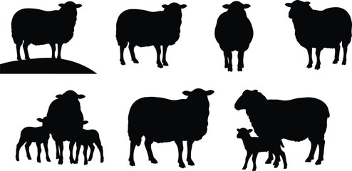 Sheep and lamb silhouettes, farm animal poses, livestock vector illustration for agriculture and rural design projects