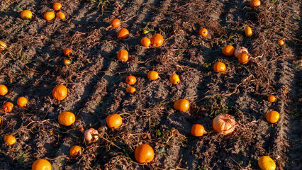 Field filled with pumpkins, aerial view.