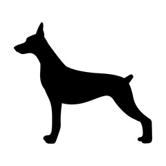 Doberman dog svg cut file. Isolated vector illustration.