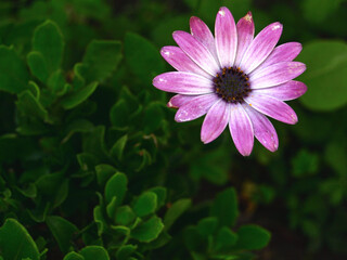 African daisy close-up
Jun 2025, Hungary