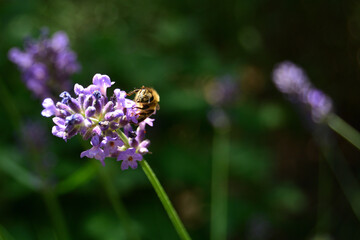 Bee on lavender on summer
Jun 2025, Hungary