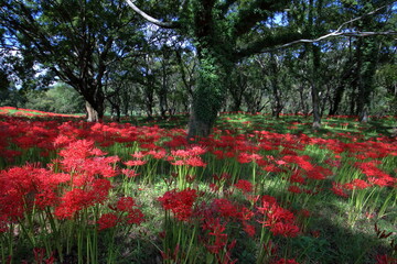 ヤナギ林を飾る曼珠沙華　（高知県　四万十市入田）