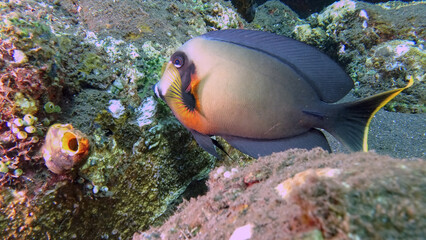 A chocolate surgeonfish (Acanthurus pyroferus), photographed while diving on the north coast of Bali near Tulamben.