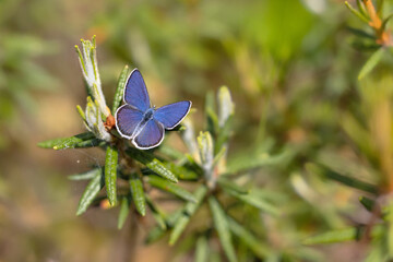 Cranberry blue, Plebeius optilete, a small blue butterfly.