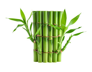 Fresh Green Bamboo isolated on a transparent background for Design Projects