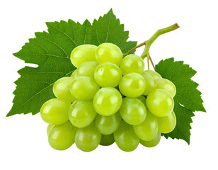 Fresh Green Grapes on Vine - isolated on a transparent background for Design Projects