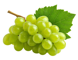 Fresh Green Grapes on Vine - isolated on a transparent background for Design Projects