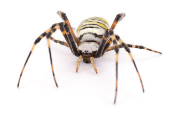 Wasp spider isolated on white background