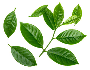 Fresh Green Leaves isolated on a transparent background Professional Botanical Image