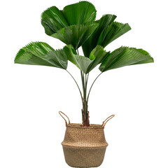 Large fiddle leaf fig plant in woven basket. 