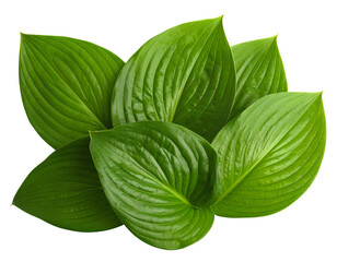 Fresh Green Hosta Plant Leaves isolated on a transparent background.