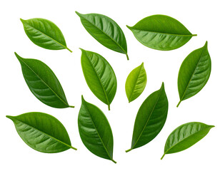 Fresh Green Leaves isolated on a transparent background Professional Botanical Image