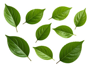 Fresh Green Leaves isolated on a transparent background Professional Botanical Image