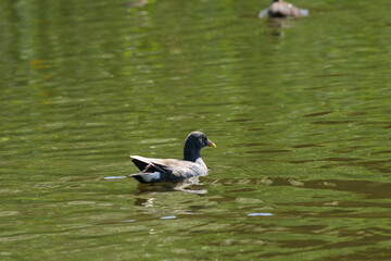 Common moorhen swimming on green water surface