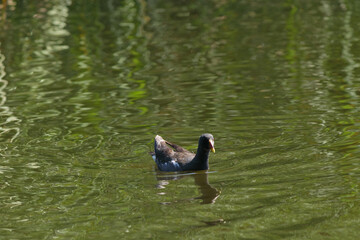 Common moorhen swimming on green water surface