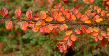 Autumn branch with orange and red leaves