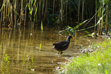 Common moorhen swimming on green water surface