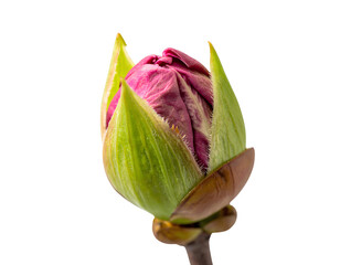 New Flower Bud Blooming isolated on a transparent background.