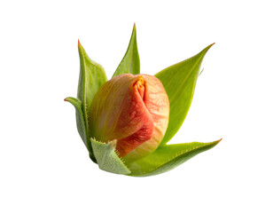 New Flower Bud Blooming isolated on a transparent background.
