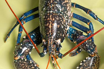 Blue lobster close-up, beautiful seafood
