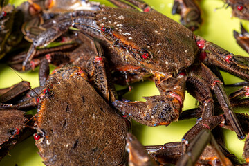 Macro photography of fresh, live crab