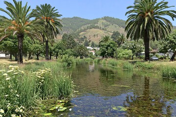 Obraz premium River lined with palms, grasses, and trees against hills