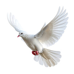 Obraz premium A white dove in flight with wings spread.