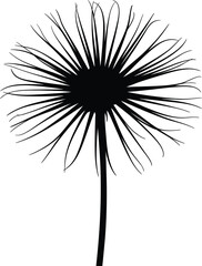Delicate black dandelion seed head silhouette against a clean white background isolated
