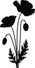 Delicate black silhouette of two blooming poppies and buds against a white background