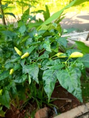 pumpkin in the garden