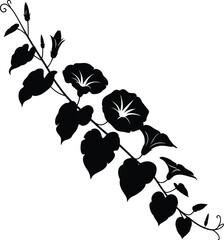 Elegant black silhouette of a climbing morning glory vine with blooming flowers and leaves
