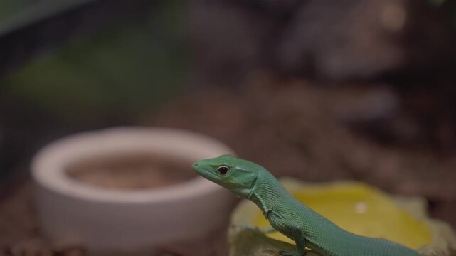 Various lizards crawling small animals in the zoo