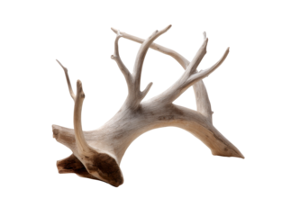Bleached caribou antlers isolated on black background, Isolated On Transparent Background, Png