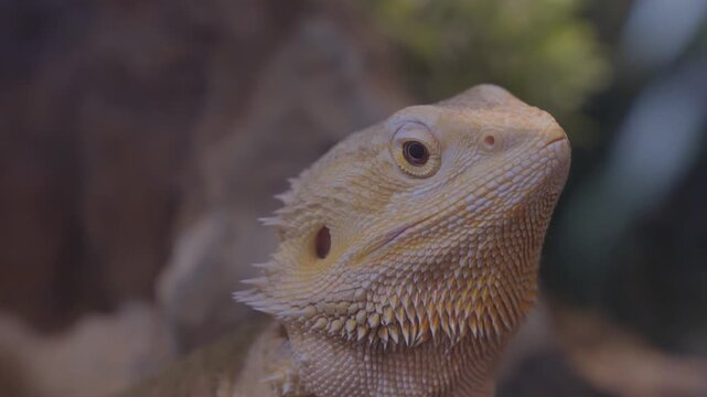 Mane lion lizard, large lizard
