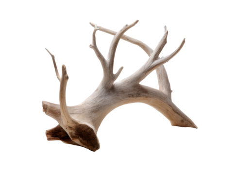 Bleached caribou antlers isolated on black background, Isolated On Transparent Background, Png