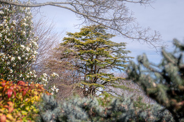 tree in the mountains