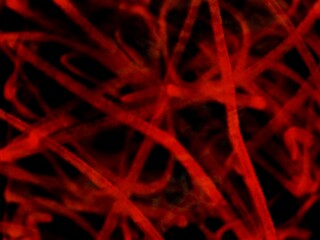 Abstract Red Lines Tangled Background