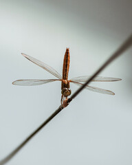 Close-up of dragonfly