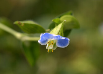 メガネツユクサ