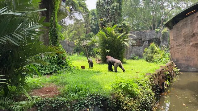 A gorilla on the green grass park at zoo