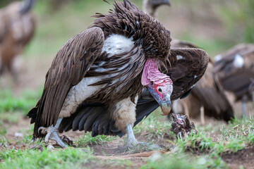 South Africa, Kruger National Park, Lappet-faced Vulture (Torgos tracheliotos)