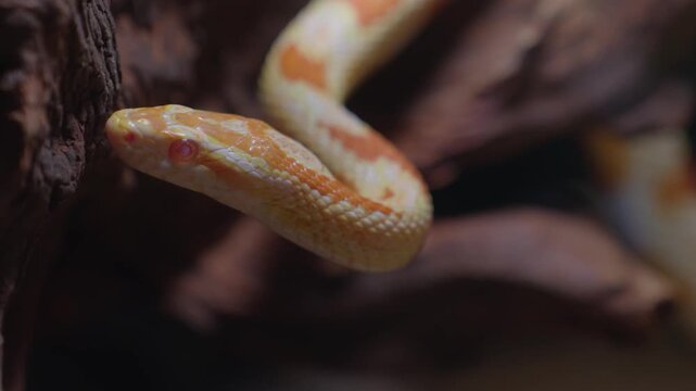 The golden snake catches the snake's tail as prey.