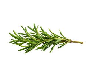 Fototapeta premium Fresh Green Herb Sprig Isolated on White Background for Culinary Use