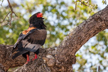 South Africa, Kruger National Park, Bateleur Eagle (Terathopius Ecaudatus)