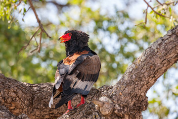 South Africa, Kruger National Park, Bateleur Eagle (Terathopius Ecaudatus)