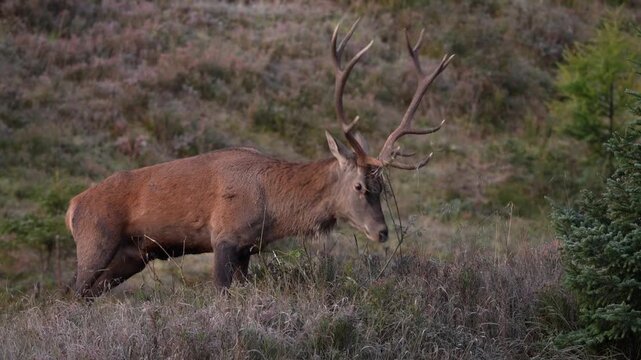 red stag rut on the mountains in austria, at a autumn day in september