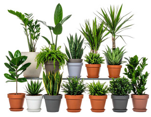 Diverse collection of healthy green potted houseplants arranged indoors.
